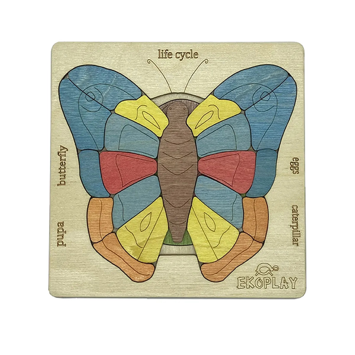 Life Cycle of a Butterfly - Kee&Ka